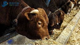 饲料中重金属影响牧畜健康，智能石墨消解仪分析其含量